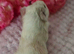 Baby sow pair available