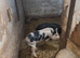 3 MINI PIG BOARS &ndash; READY TO GO