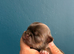 Chihuahua puppies kc registered
