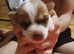 Jack russel pups 2 beautiful boys