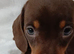 PRA, HEALTH CHECKED, ADORABLE MINIATURE DASHSHOUNDS