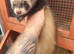 Boy ferret and double hutch