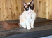 Stunning TICA ragdoll female 14 months