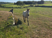 Connemara Gelding