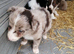 Last border collie puppy