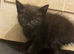 Kittens for sale