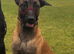 Belgian Malinois Stud