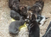 Tabby with white and black kittens