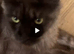 Maine Coon girls