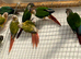 Conure
