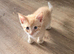 Ginger kittens