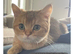 Pedigree BSH Kittens Ready Now!