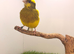 proven canary hen