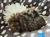 3 Boars available