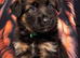 Exceptional Long-Haired German Shepherd Puppies