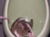 Female mice ready to leave now