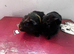 Sows for sale