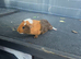 Male guinea pigs