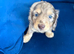 chocolate dapple boy mini long haired dachshund