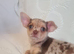 3 adorable chihuahua puppies boys for sale