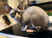 Sphynx proven stud only not sale