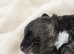 Beautiful borador puppies
