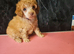 Male toy poodle pup