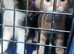 Beautiful kitten now available again