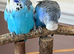 Proven pair of English Budgies