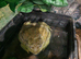AFRICAN BULL FROG ADULT MALE