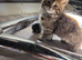 Pixie bob mixed kittens ready now