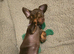 Minature Dachshund Puppies