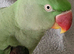 Beautiful female alexandrine