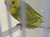 BEAUTIFUL BABY BUDGIE RING NUMBER 42 READY NOW COCK BIRD