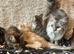 Maine Coon Girl Kittens. Ready Now