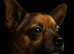 Beautiful pomchi stud dog