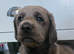 Weimaraner cross lab