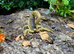 Desert Hairy Scorpion at Birmingham Reptiles