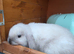 3 baby mini lops