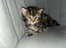 Kittens for sale