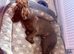 Gorgeous Chocolate Cocker Needs Permanent Loving Home