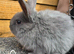 Mixed breed baby rabbits