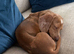 1 year old Dachshund