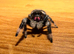 i8 female bahamas jumping spider ( only one left )
