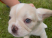 Price reduced KC Fluffy French Bulldog Puppies