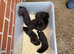 Black ferrets
