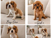 **DNA PRA CLEAR CAVALIER KING CHARLES PUPPIES **