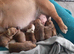 English Bulldog puppys
