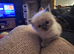 Ragdoll blue point