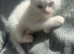 Mixed British short hair kittens